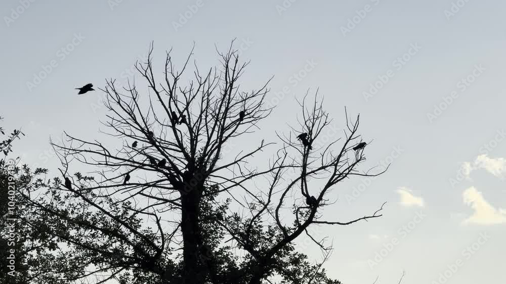 The crow birds sitting on the branches on the top of the tree on an autumn day with the sky in the background The crow birds sitting on the branches on the top of the tree on an autumn day with the sky in the background