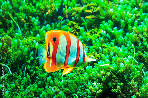 The copperband butterflyfish Chelmon rostratus in an aquarium on green background photo