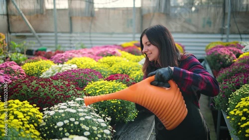 Smiling attractive woman, female gardener with a watering can, watering colorful blooming chrysanthemums on a rack in the greenhouse