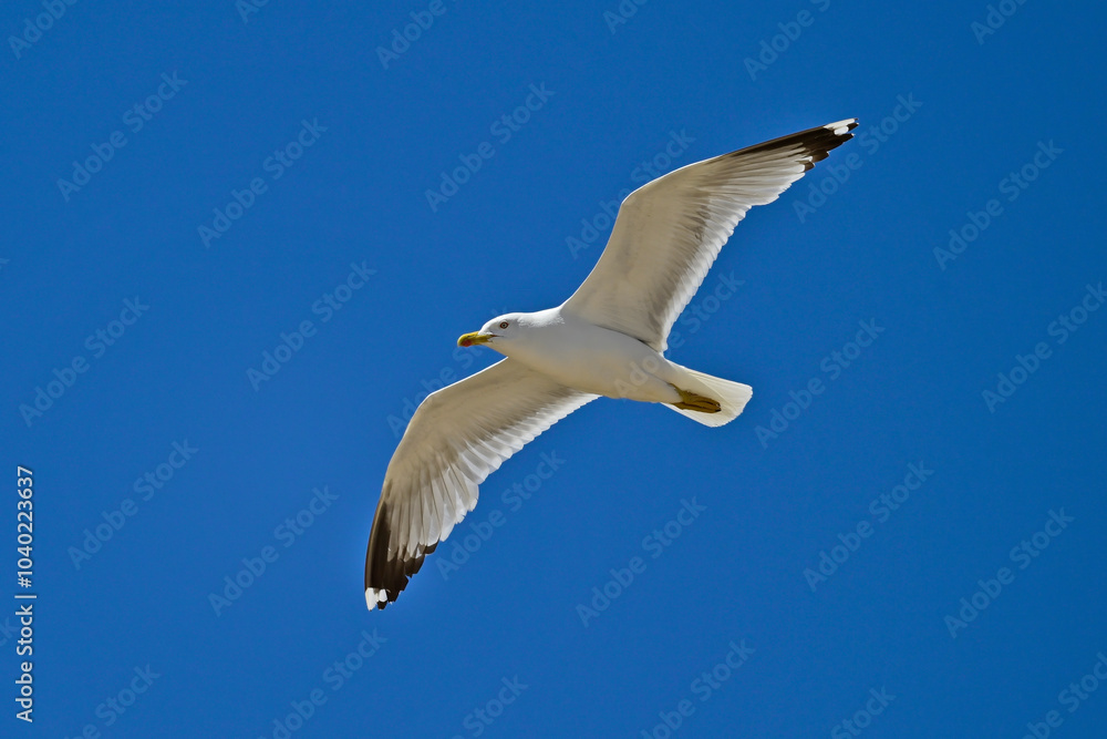 Mittelmeermöwe // Yellow-legged gull (Larus michahellis) - Griechenland Mittelmeermöwe // Yellow-legged gull (Larus michahellis) - Griechenland