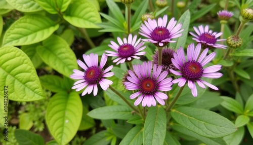  Vibrant purple flowers in bloom