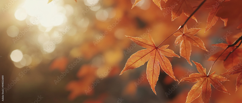 Closeup of Orange Maple Leaves in Autumn Sunlight Closeup of Orange Maple Leaves in Autumn Sunlight