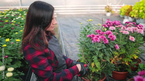 Attractive woman, female gardener with a pruner, trimming dry chrysanthemum leaves in the greenhouse