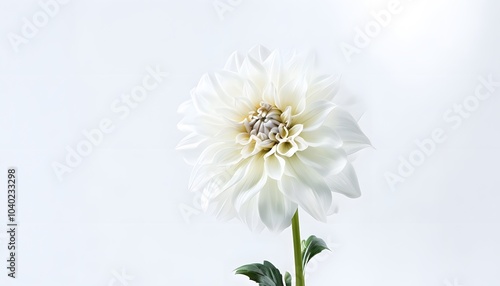 White Dahlia with Green Stem
