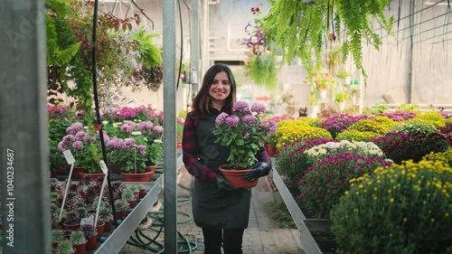 Smiling attractive woman, female gardener walking through the greenhouse with a flower pot of beautiful blooming chrysanthemums in her hands