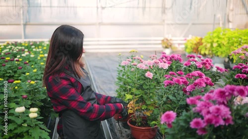 Attractive woman, female gardener with a pruner, trimming dry chrysanthemum leaves in the greenhouse