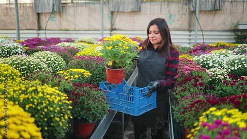Smiling attractive woman, female gardener placing a flower pot of beautiful blooming chrysanthemums into a carrying box from a rack and walking through the greenhouse