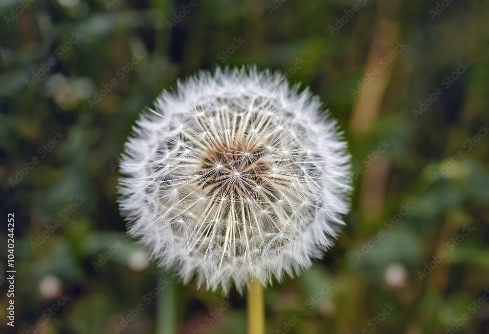 A dandelion puff, a delicate and intricate structure made up of numerous tiny seeds A dandelion puff, a delicate and intricate structure made up of numerous tiny seeds