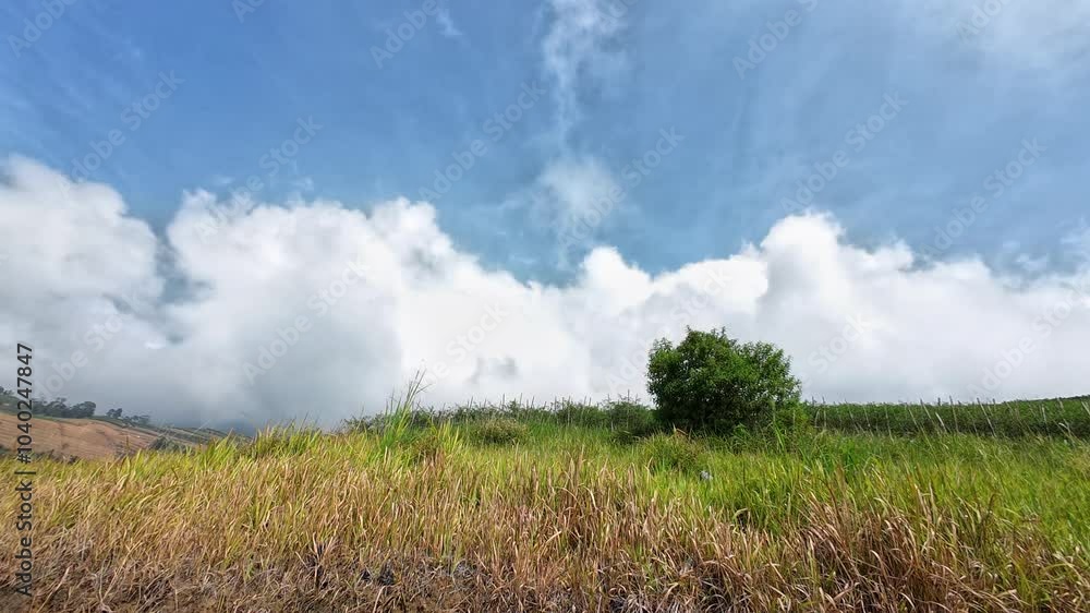 Small tree in the middle of a hill with a clear sky in summer. 4k quality footage Small tree in the middle of a hill with a clear sky in summer. 4k quality footage