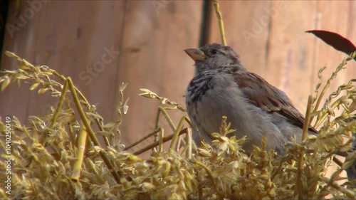 Sparrow's Golden Paradise