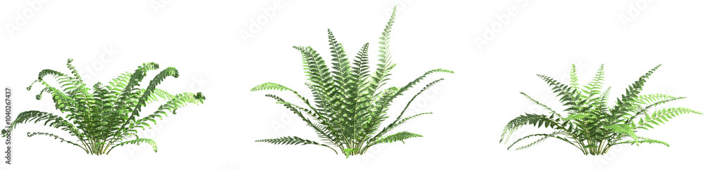 Set of Polystichum Setiferum (the soft shield fern) frontal isolated png on a transparent background perfectly cutout high resolution Set of Polystichum Setiferum (the soft shield fern) frontal isolated png on a transparent background perfectly cutout high resolution