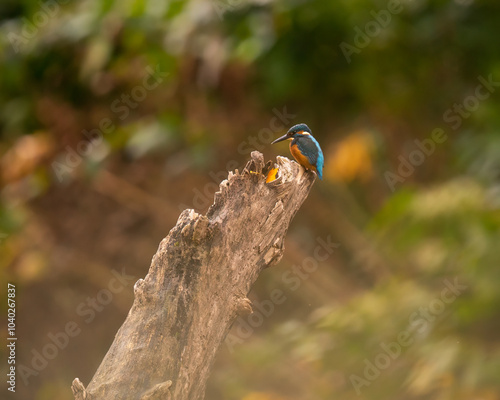 Zimorodek, Kingfisher na drzewie. Latający diament. Zimorodek polujący na małe rybki.