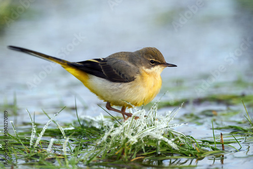 Canvas Print Grey wagtail (Motacilla cinerea)