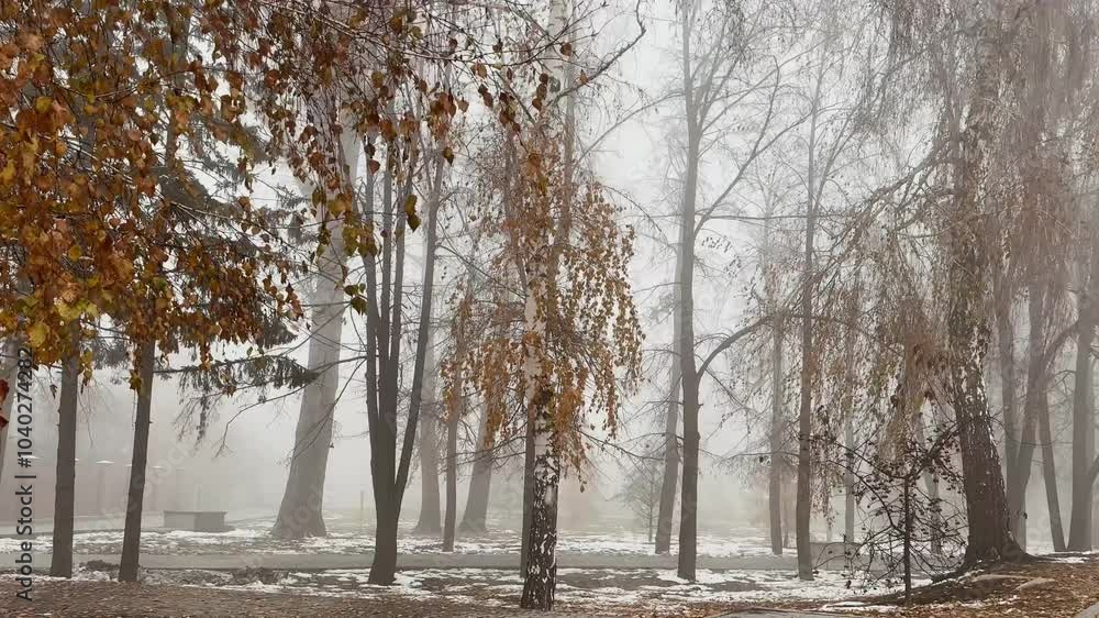 yellow birch trees on a background in a thick fog. autumn landscape with fog in the park.