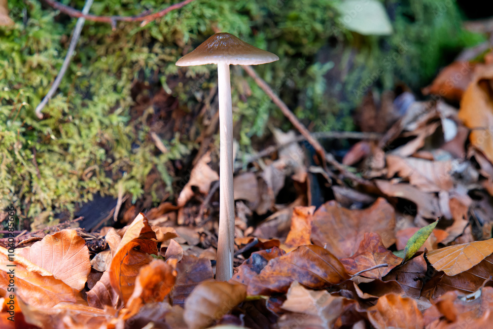 Natural mushrooms in a biological biotope in a forest in Bavaria, Europe Natural mushrooms in a biological biotope in a forest in Bavaria, Europe