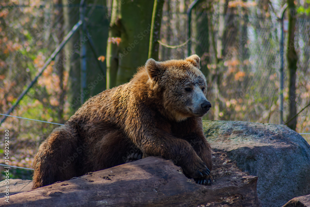 Fototapeta premium Ein europäischer Braunbär im Tiergarten