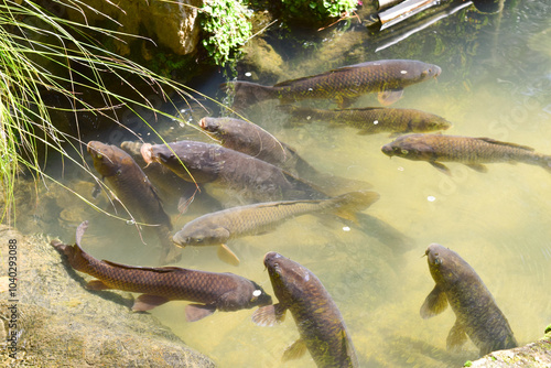 Carps in the lake at Heian-jingu Shrine