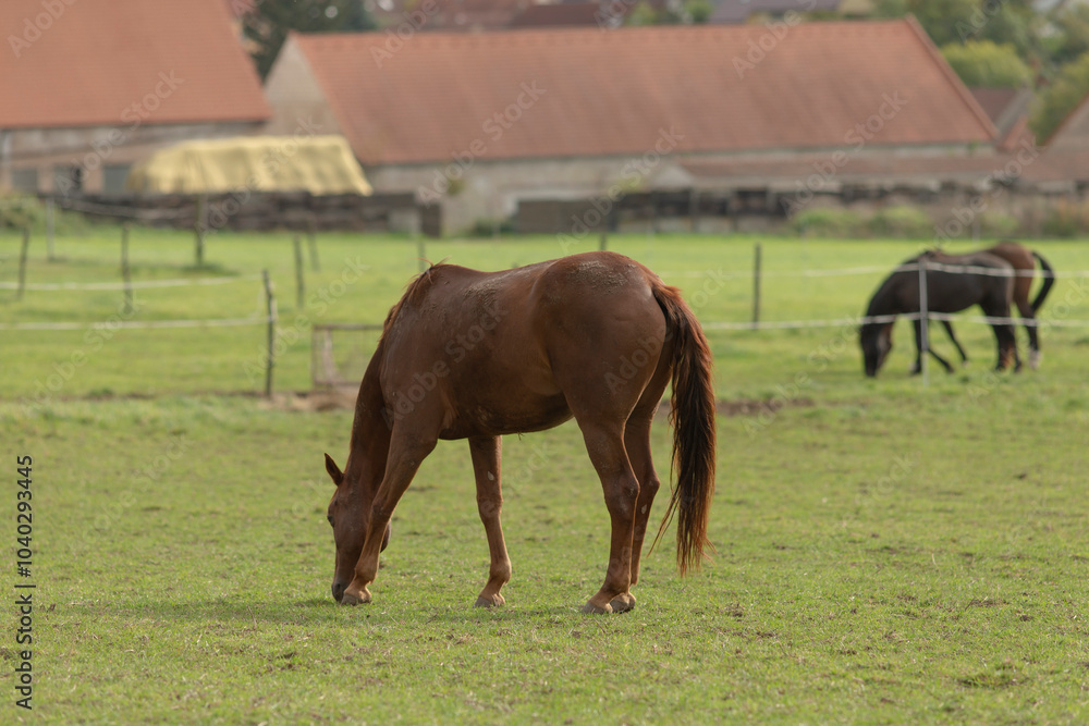 Obraz premium There are two beautiful horses peacefully grazing in a lush green field, with a rustic barn situated in the background enhancing the scenery