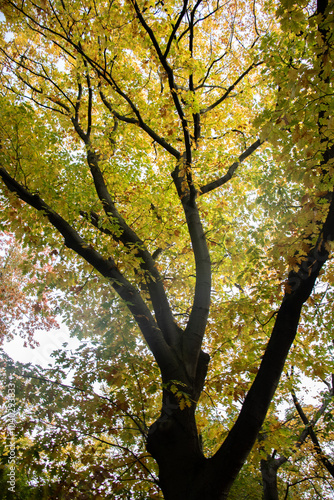 Beautiful autumn day with colorful leaves on trees and on the ground