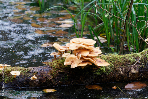 Foto Natural mushrooms in a biological biotope in a forest in Bavaria, Europe