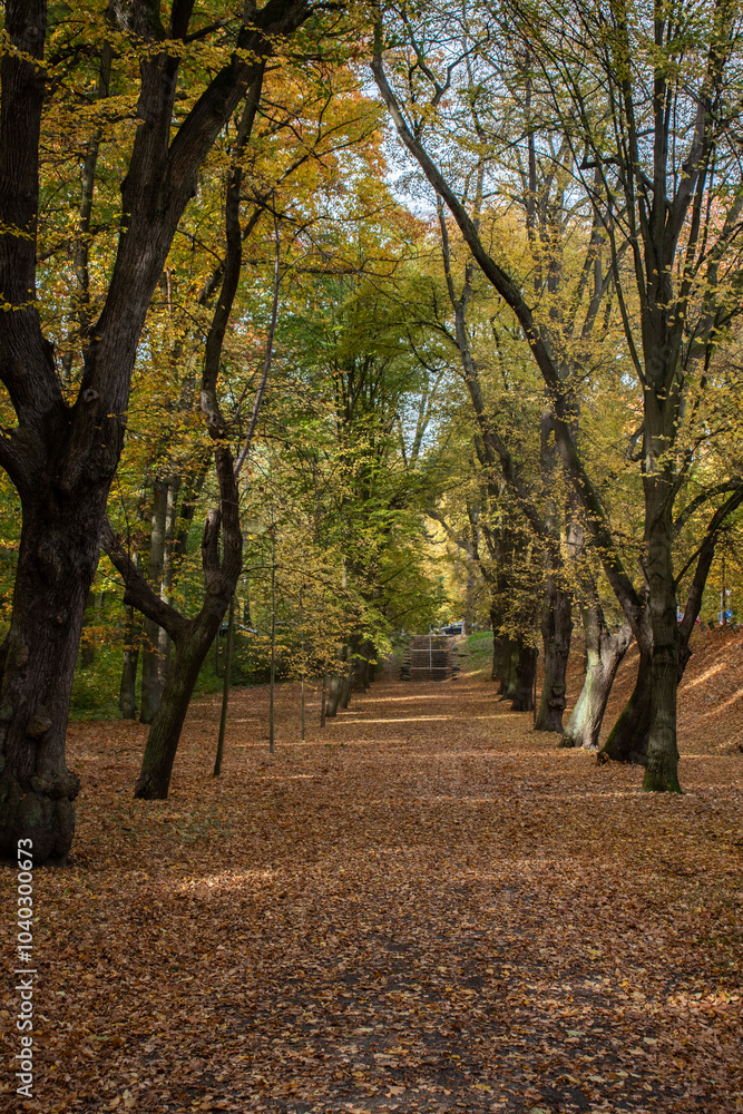 Naklejka premium a beautiful autumn day with a leave covered path with colorful trees