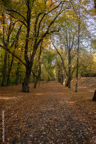a beautiful autumn day with a leave covered path with colorful trees