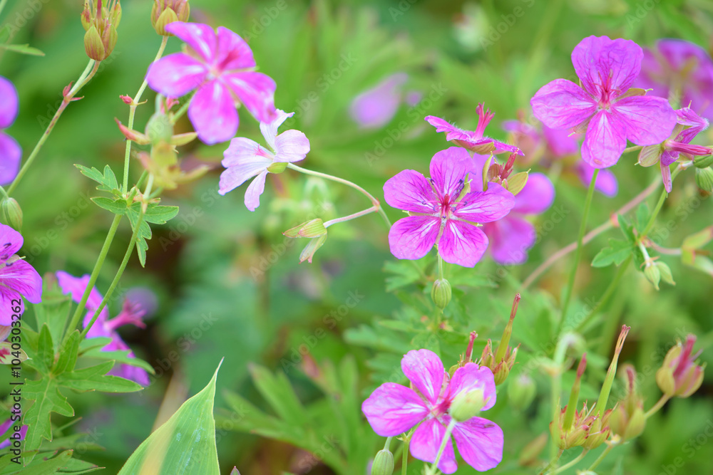 Geranium soboliferum in Kirigamine, Nagano, Japan Geranium soboliferum in Kirigamine, Nagano, Japan