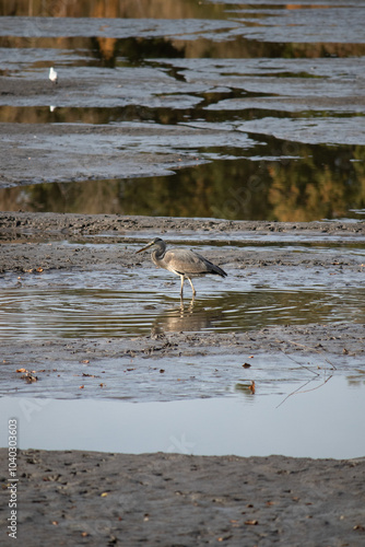 Beautiful autumn day with water pond and birds in it