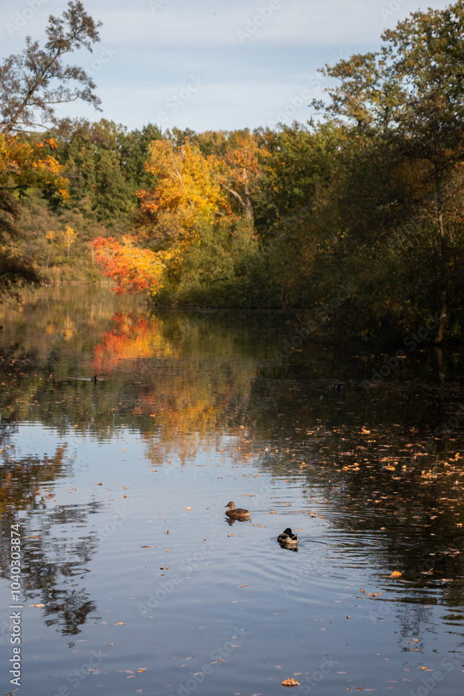 Fototapeta premium Beautiful autumn day with colorful leaves on trees and on the ground