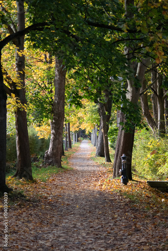 a beautiful autumn day with a leave covered path with colorful trees