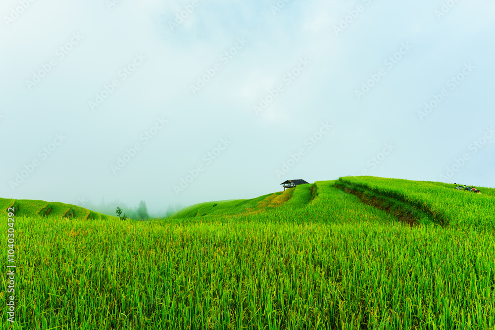 Fototapeta premium Lush green rice field terraces with wooden hut and foggy covered in the morning on countryside