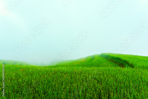 Lush rice fields terrace with foggy covered in the sky