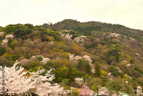 Spring mountain in Arashiyama, Kyoto, Japan photo