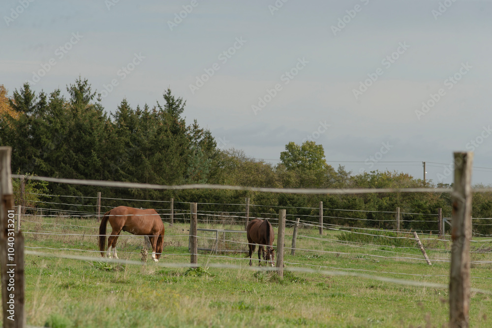 In a serene and picturesque landscape, two horses are peacefully grazing in a lush, green field located just behind a sturdy wooden fence In a serene and picturesque landscape, two horses are peacefully grazing in a lush, green field located just behind a sturdy wooden fence