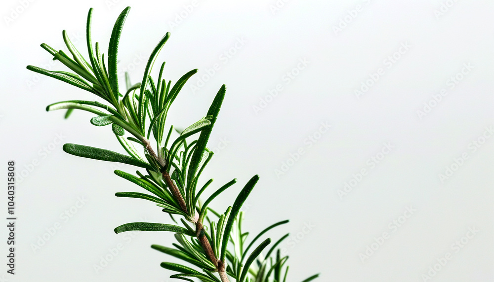 Fototapeta premium Fresh rosemary sprig against a soft white background, capturing nature's aromatic beauty