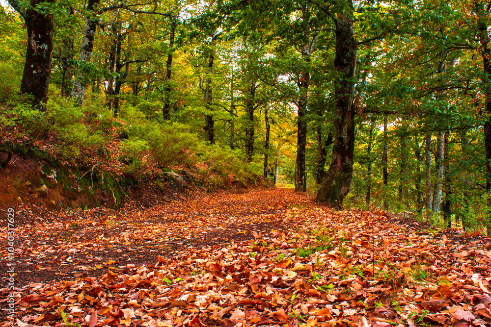 Autumn forest road leaves fall in ground landscape on autumnal background in November, Atmospheric autumn forest in fog. Yellow and orange leaves on trees in mountain forest in North Africa, Algeria. Autumn forest road leaves fall in ground landscape on autumnal background in November, Atmospheric autumn forest in fog. Yellow and orange leaves on trees in mountain forest in North Africa, Algeria.