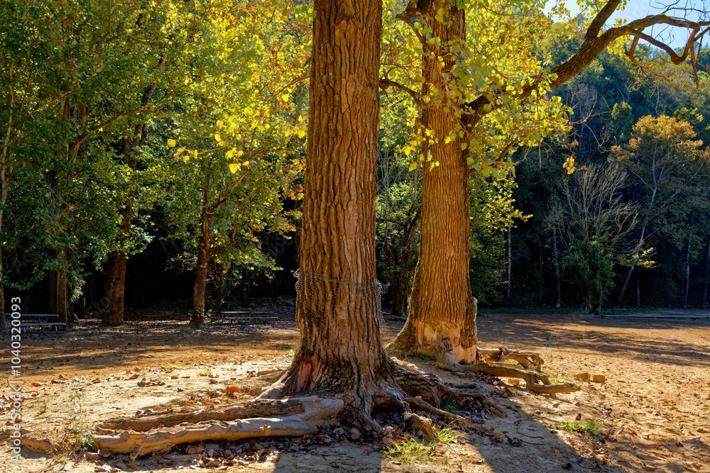 Fototapeta premium Sunlight on the trees in autumn