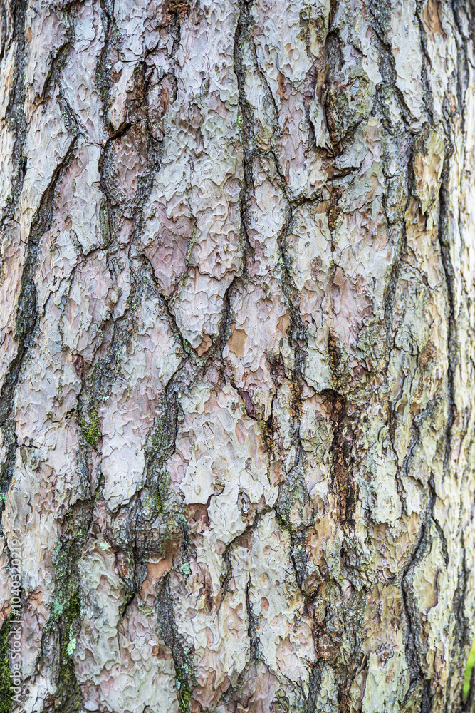 Fototapeta premium Old tree trunk bark texture