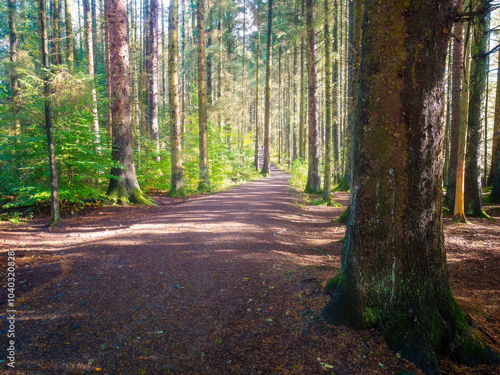Entwistle Lancashire UK. Sunlit forest trail with towering trees and a serene natural ambiance. Entwistle Lancashire UK. Sunlit forest trail with towering trees and a serene natural ambiance.