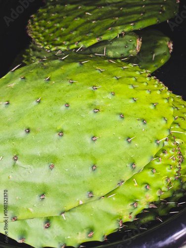 close up of cactus green texture background 