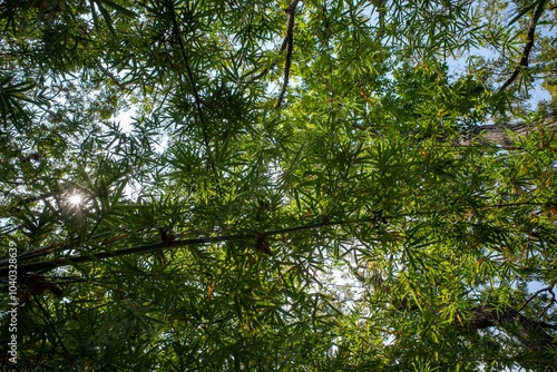 Bamboo plants (Bambusa vulgaris) with green leaves for natural wallpaper