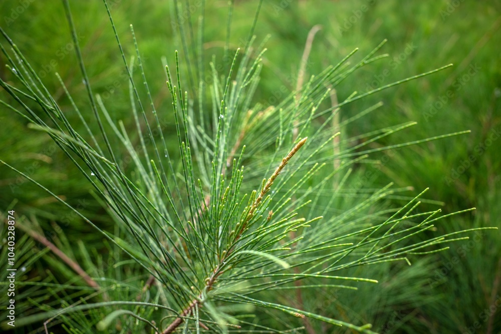 Cemara Udang, Australian pine tree or whistling pine tree (Casuarina equisetifolia) leaves, shallow focus Cemara Udang, Australian pine tree or whistling pine tree (Casuarina equisetifolia) leaves, shallow focus