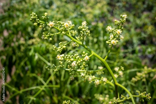 Close up of Kedondong, ambarella or june plum (Spondias dulcis) flowers, in shallow focus photo