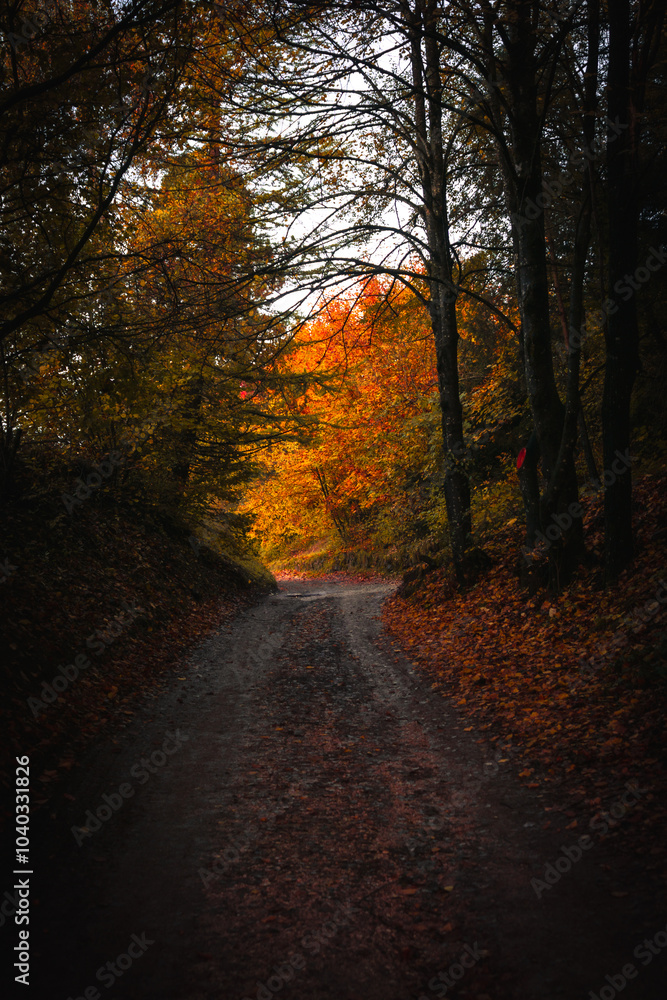 Obraz premium un sentiero delle dolomiti in autunno