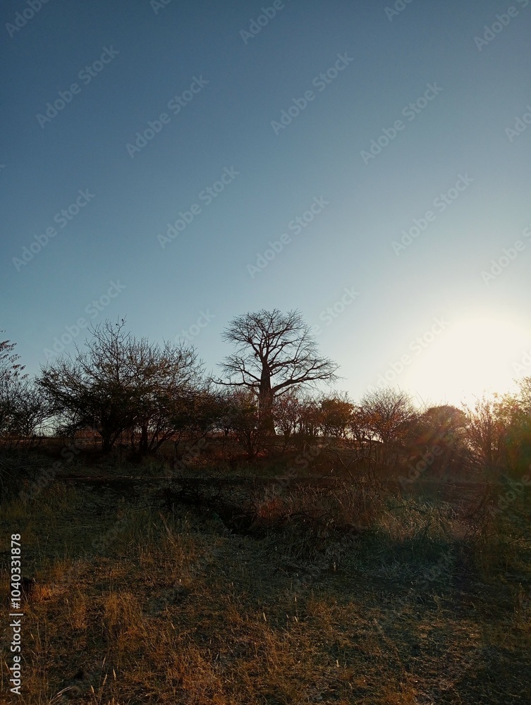 Fototapeta premium Landscape in Chobe national park, Botswana