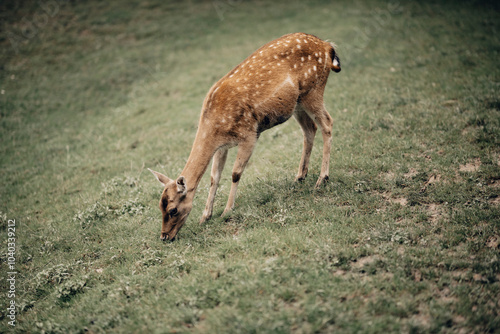 Fototapeta Naklejka Na Ścianę i Meble -  bambi daniel sarenka