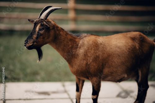 Fototapeta Naklejka Na Ścianę i Meble -  Koza goat
