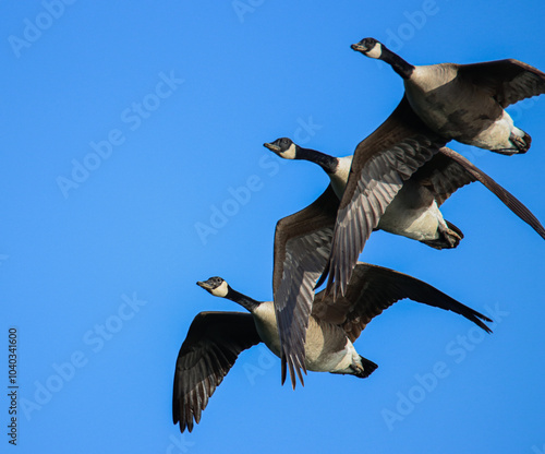Fotografie Vol d'oies bernaches