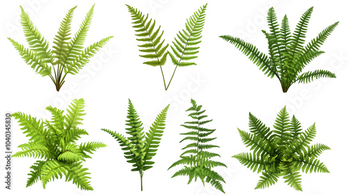 Green fern leaves isolated on a transparent background depicting a variety of lush botanical foliage, png