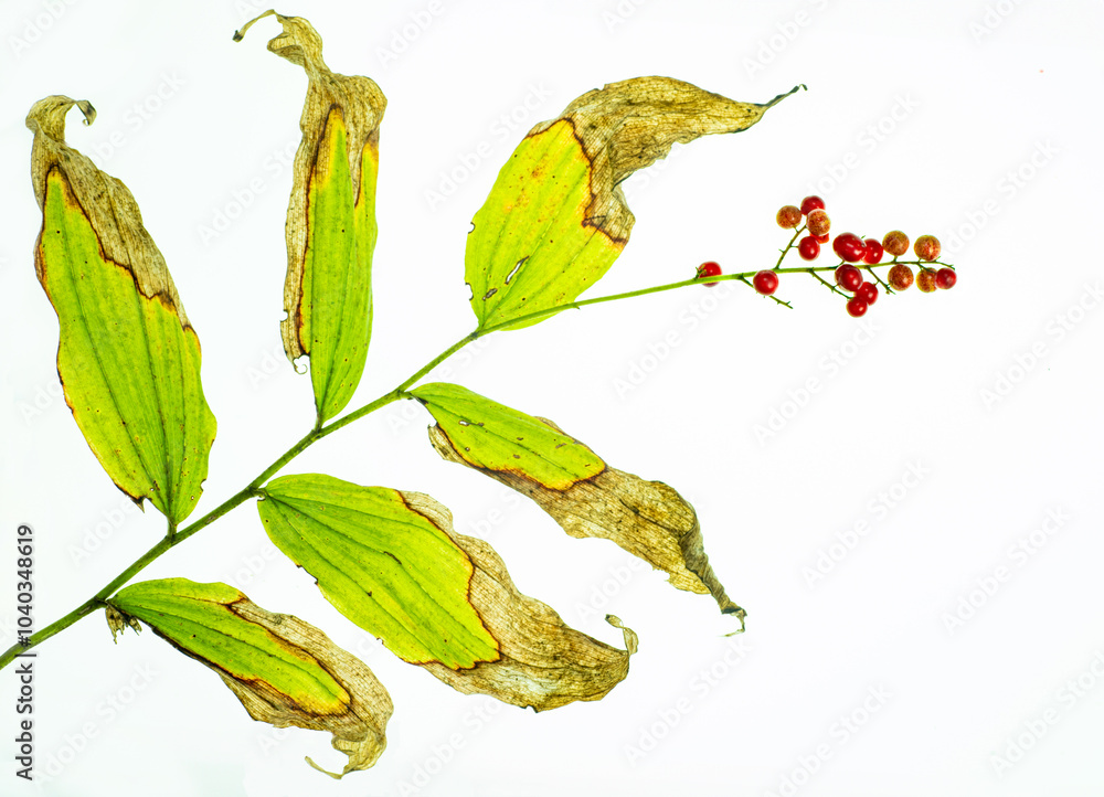 Obraz premium Partially decayed leaves and ripe fruit of Solomon's plume (Smilacina racemosa) in late summer in central Virginia.